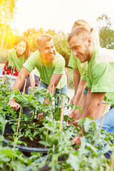 Aktivisten pflanzen Tomaten als Gartenarbeit