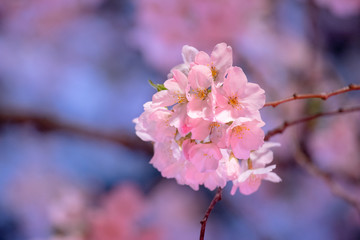 目黒川の夜桜