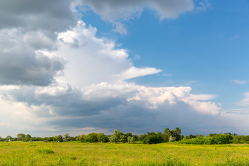 Obraz premium green meadow in steppe