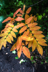 Rowan leaves in autumn
