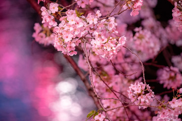 目黒川の夜桜