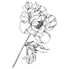 Peony botanical flowers. Wild spring leaf. Black and white engraved ink art. Isolated peonies illustration element.