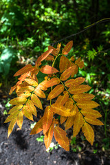 Rowan leaves in autumn