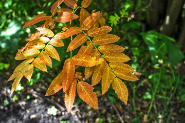 Rowan leaves in autumn