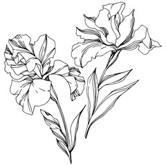 Iris floral botanical flowers. Black and white engraved ink art. Isolated irises illustration element.