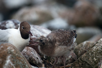 Black-headed gulls feed their Chicks
