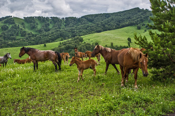 herd of horses