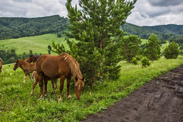 herd of horses
