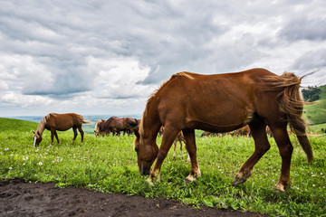 horses grazing in a meadow