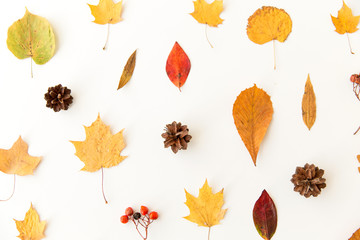Obraz premium nature, season and botany concept - different dry fallen autumn leaves, rowanberries and pine cones on white background