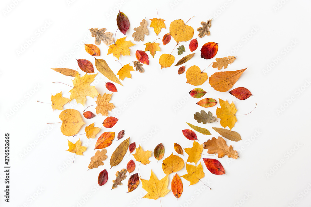 Wall mural nature, season and botany concept - round frame of different dry fallen autumn leaves on white backg