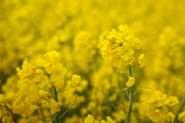 Obraz premium Rape flowers isolated on a yellow blur background.