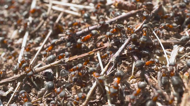 Lots of beautiful ants. Insect ant in the wild. The population of ant city.