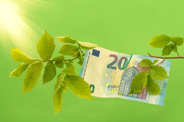 Twenty Euro hanging on the tree branch