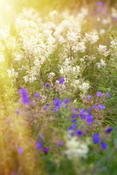 Geranium and meadowsweet on summer meadow