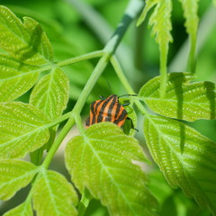 Red striped bedbug in green leaves