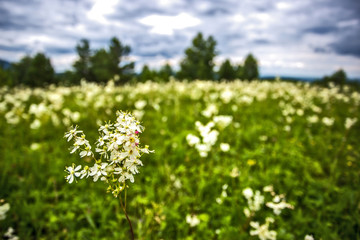 field of flowers and blue sky with clouds