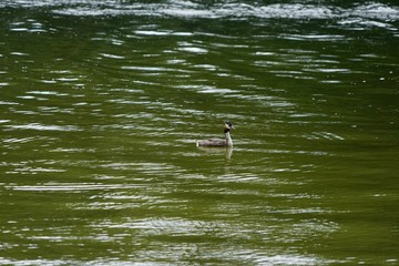 Haubentaucher auf dem Wasser