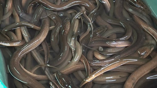 Close up on many live eels. Asian delicacy eels in the streen market of Bangkok, Thailand. Inshore hagfish swimming in basin. Asian swamp eels sell at daily fish market