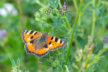 Nymphalis urticae genus Aglais family Nymphalidae. Butterfly Small Tortoiseshell orange with black specks. Butterfly in nature in the meadow.
