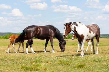 A pair of horses with foals. Beautiful horses with cubs graze on a green meadow, natural background...