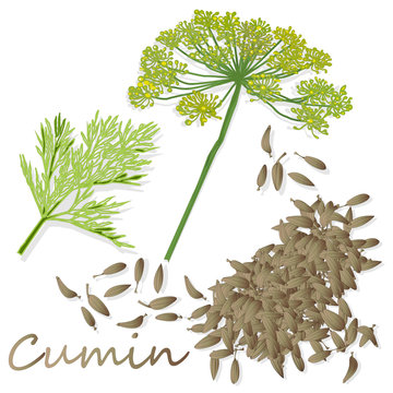 Cumin (Zira) seeds seasoning for meals and soups on a white background vector illustration