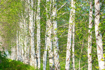 Birch trees growing in a row. White birch trunks, background wallpaper nature. Birch grove forest