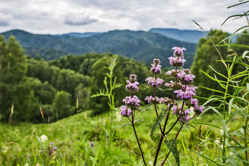 field of flowers and blue sky with clouds