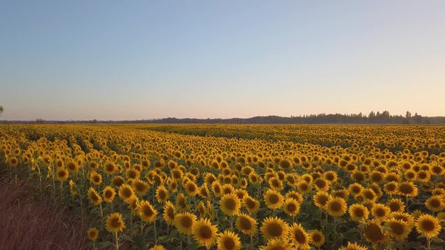 Immenso campo di girasoli gialli. Fioritura per produzione olio di semi da esportare.