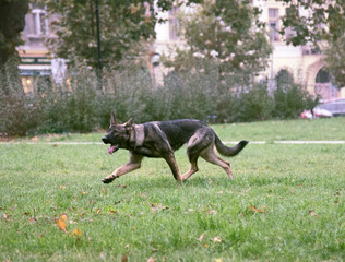 Shepherd on a walk is on the trail (by smell)