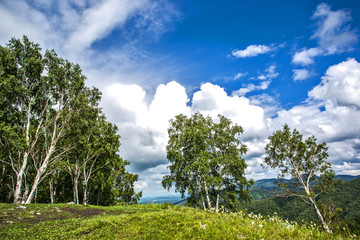 birch in the mountains