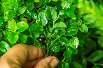 Close up. Someone holds in his hand a bouquet of harvested (bilberries) blueberries on the background of a forest glade.