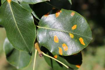 Pear leaf with orange spots of Pear rust or Gymnosporangium sabinae