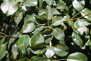 Pear green leaves with orange spots of Pear rust or Gymnosporangium sabinae