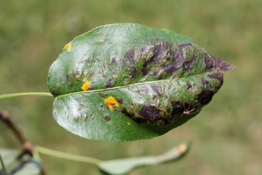 Pear leaf blister mite or Eriophyes pyri and Venturia pyrina on pear leaf