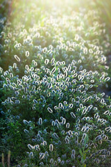 Field trefoil, hare's foot