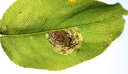 Leaf of pear with mines of Pear-leaf Blister Moth or Leucoptera malifoliella