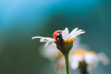 Ladybug on Daisy in the summer