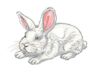  easter thick white bunny on a white background