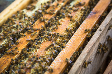 Closeup of bees on beehives. Bees on honeycomb.