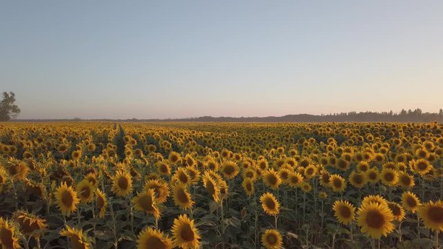 Immenso campo di girasoli gialli. Fioritura per produzione olio di semi da esportare.