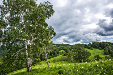 birch in the mountains