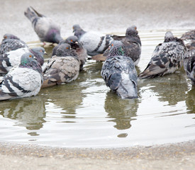 Urban pigeon in motion, bathed in puddle after rain