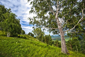 birch in the mountains