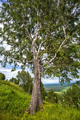 birch in the mountains