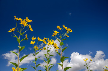 yellow flowers and blue sky - 276536211