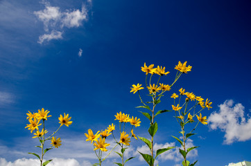 yellow flowers on background of blue sky - 276536221