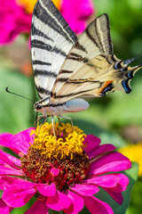 butterfly on flower - 276536239