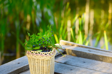Wild blueberries in a basket on the bridge on the lake in the forest.