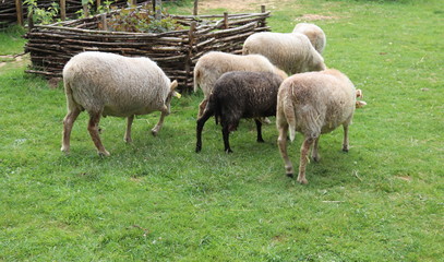 Obraz premium Moutons dans un enclos en Bourgogne